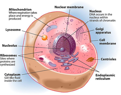  of a standard animal cell is described as water in biology textbooks.